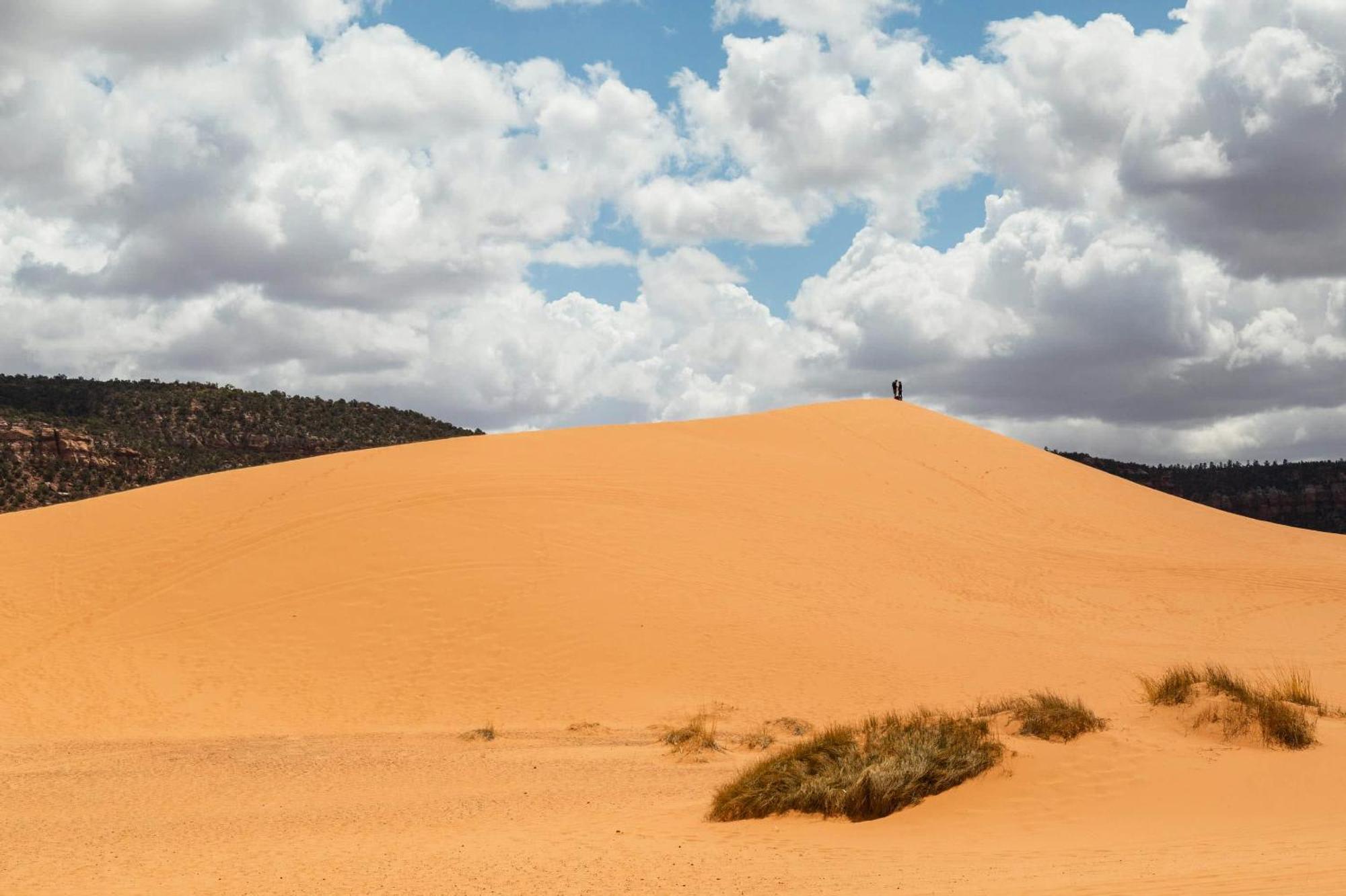 Serene Desert Hideaway L Sego Lily By *